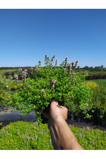 3л/вис.5-10/Ø15-20